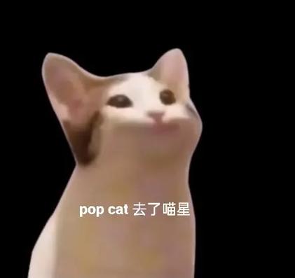 猫咪去了喵星