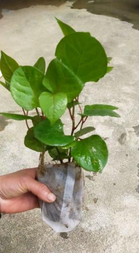花斑竹