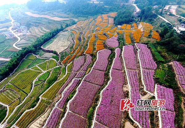 花阅app截图
