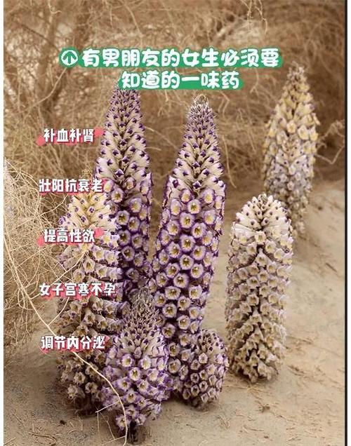 吃肉苁蓉20天了晨勃没有效果