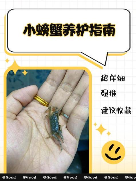 观赏小螃蟹怎么养