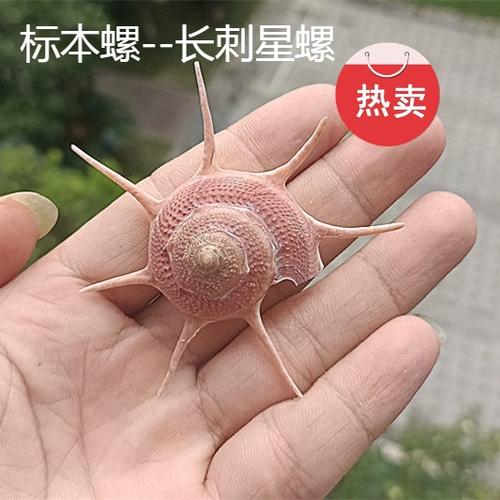 长刺星螺图片截图