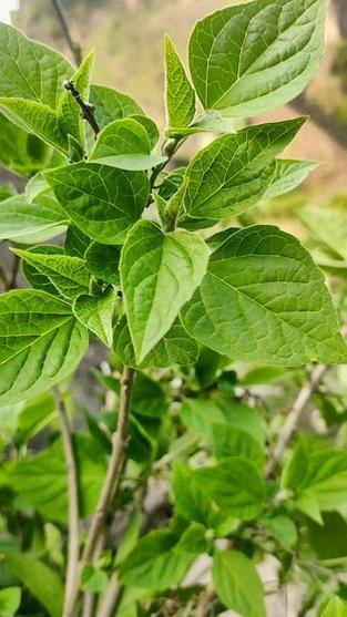 山芝麻叶的食用方法图标