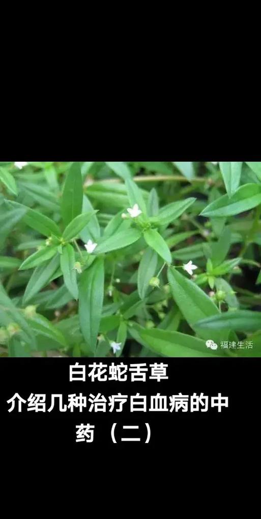 白花蛇舌草图片