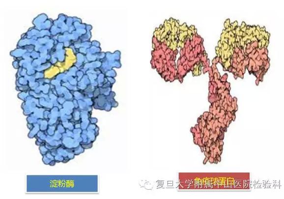 淀粉酶ams是什么意思