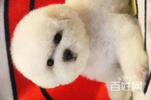 波比熊狗图标