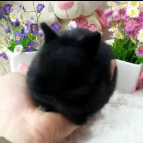 黑色垂耳兔