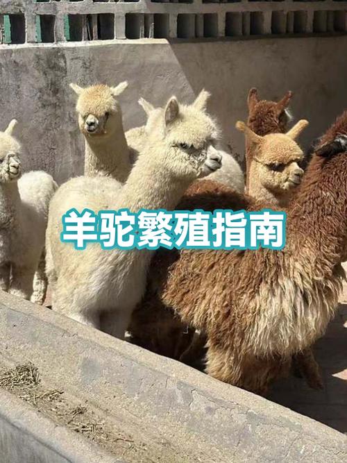 羊驼的生殖特点