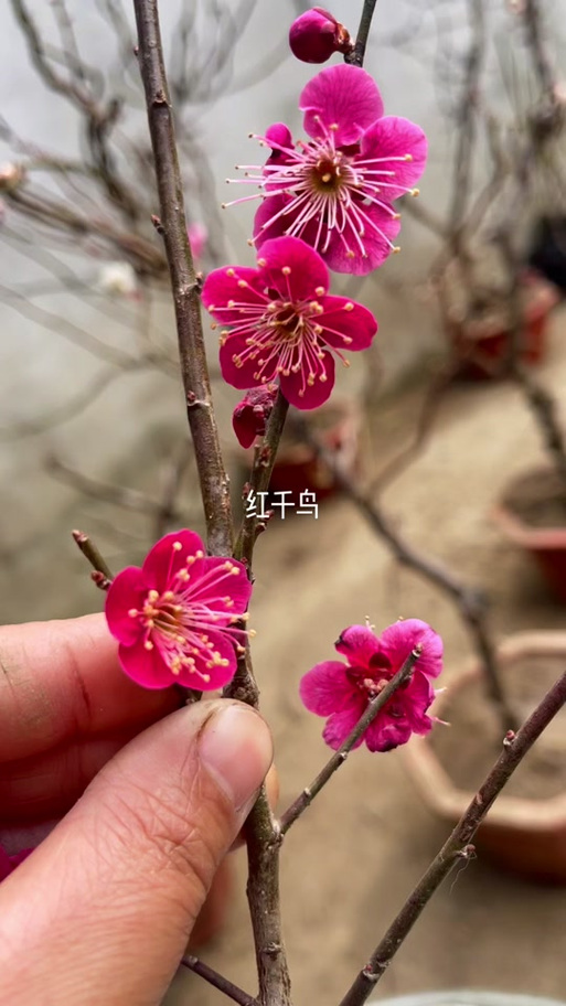 红千鸟是什么花