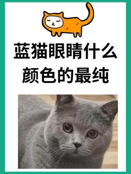 英短蓝猫眼睛什么颜色最好截图