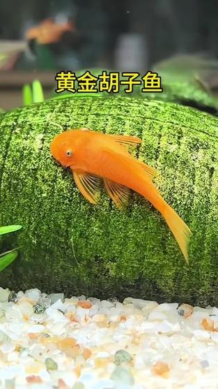 60缸一条黄金胡子够用吗