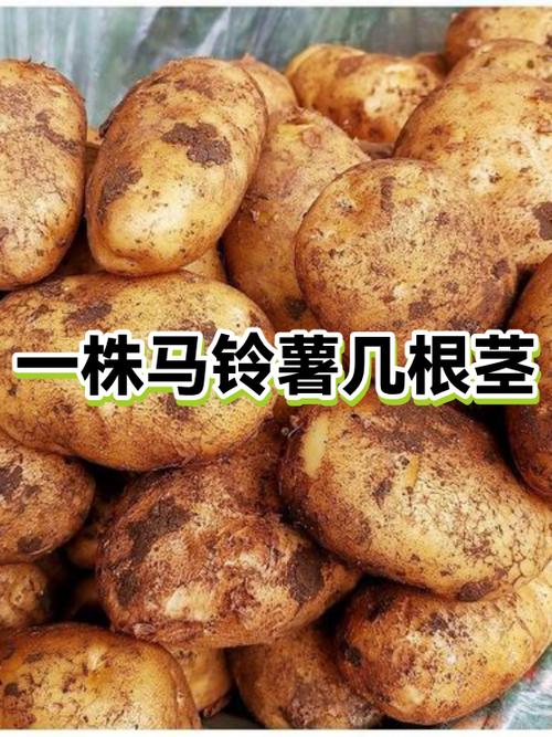 鞭块根茎怎么获得