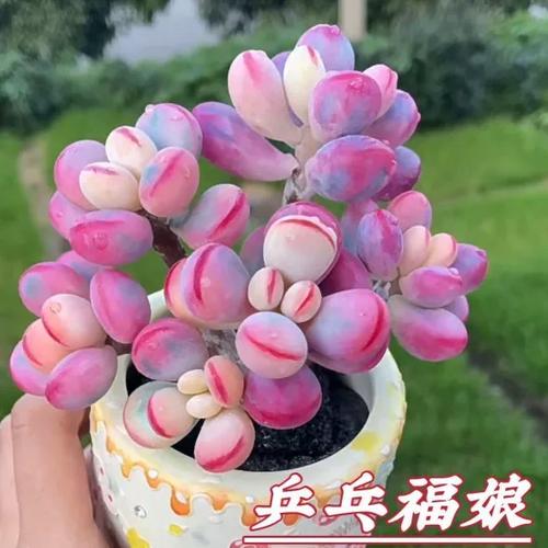 福娘多肉怎么繁殖