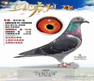 中国信鸽公棚各地公棚官网