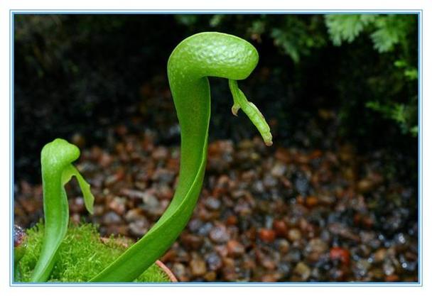 百花虫app