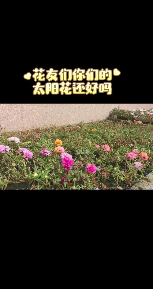 太阳花集团旗下12大子公司