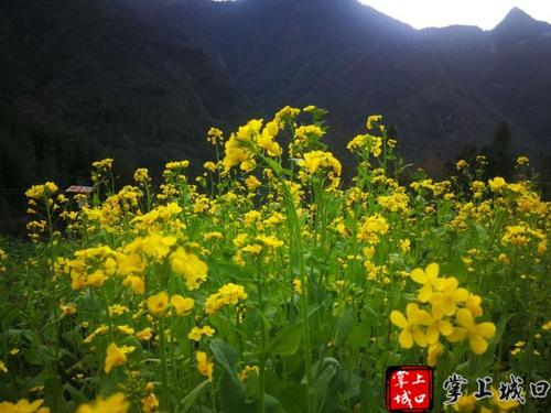 春开花暖