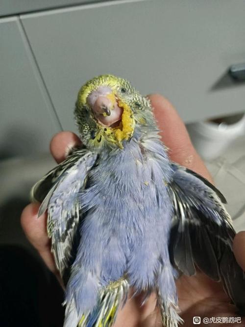 鹦鹉不吃食会死吗