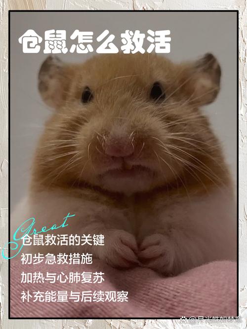 仓鼠吐血的治疗方法