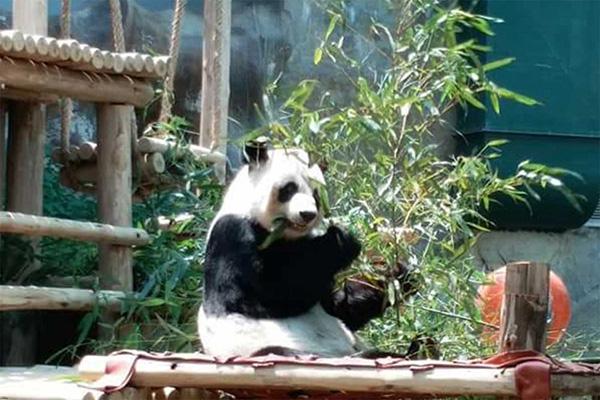 panda软件