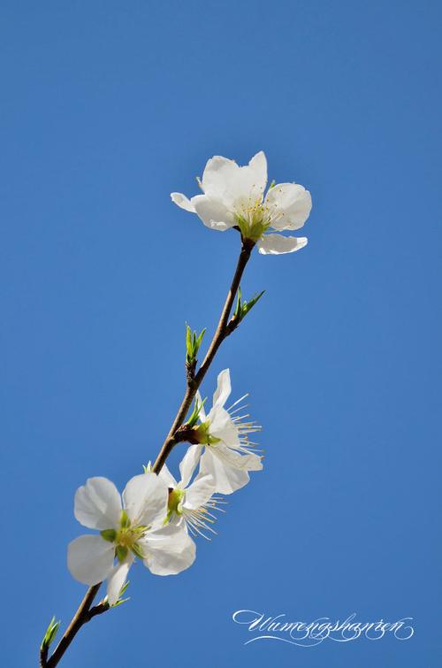 春什么什么什么图标