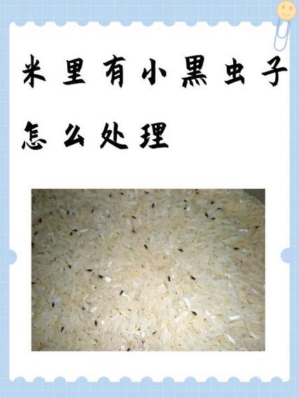 大米里生小黑虫怎样去除