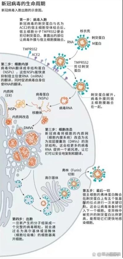 病毒感染是什么病毒缩略图