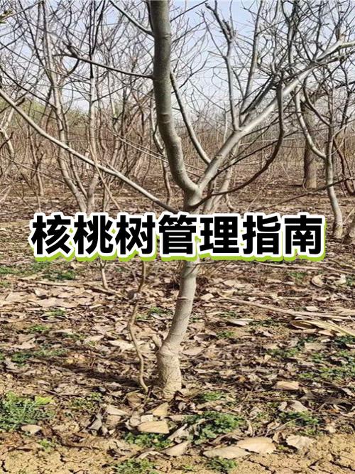 核桃树的管理技术要点