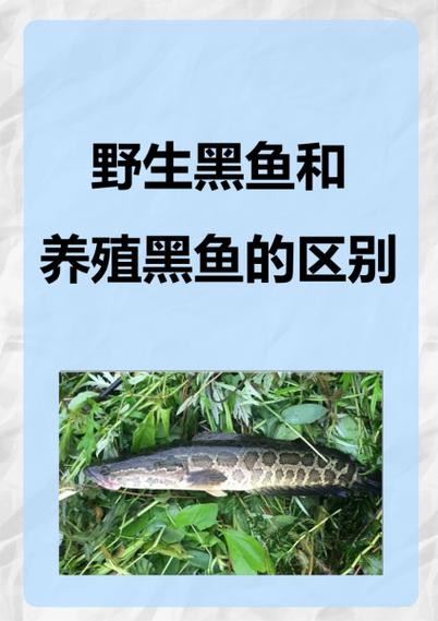 黑鱼的养殖成本和利润缩略图