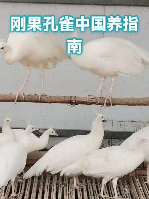 养殖孔雀可以吃吗