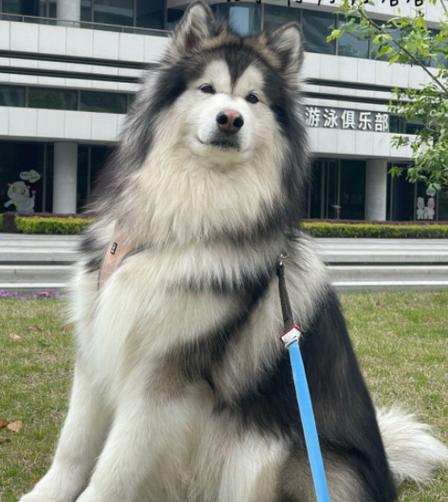 养什么宠物赚钱利润高