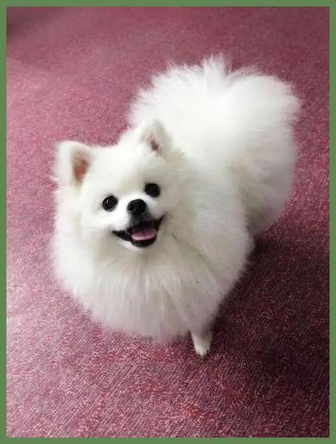 十大最漂亮白色犬截图