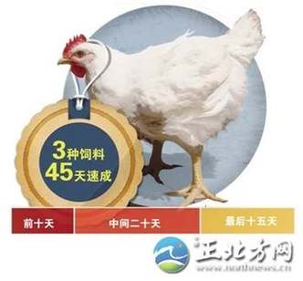 肯德基的鸡肉是速成鸡吗