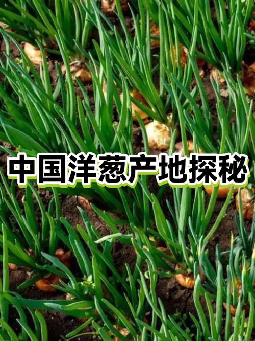 洋葱表皮有叶绿体吗图标