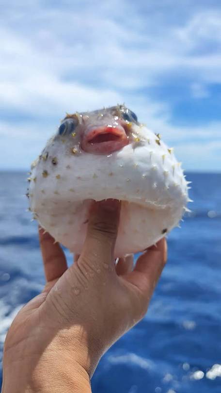 刺豚生活在海里还是河里