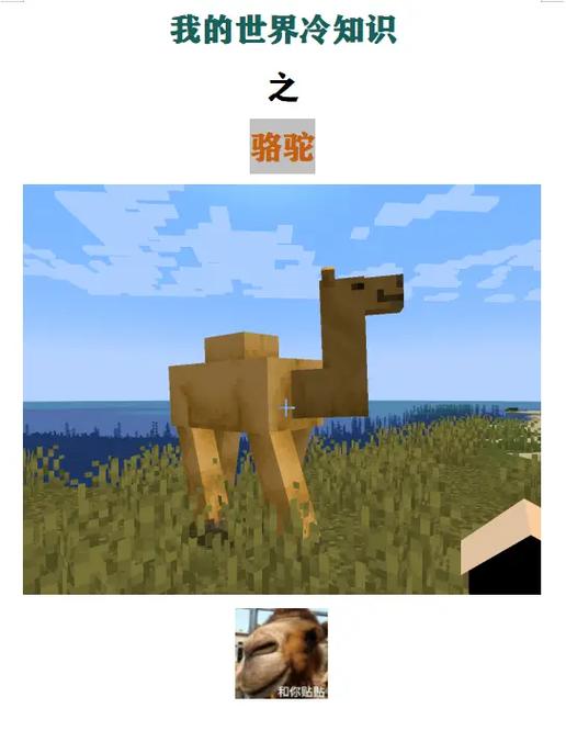 mc骆驼吃什么缩略图