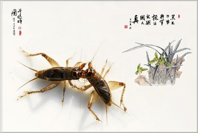 斗蛐蛐叫什么