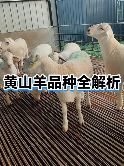 羊的品种大全及价格图片