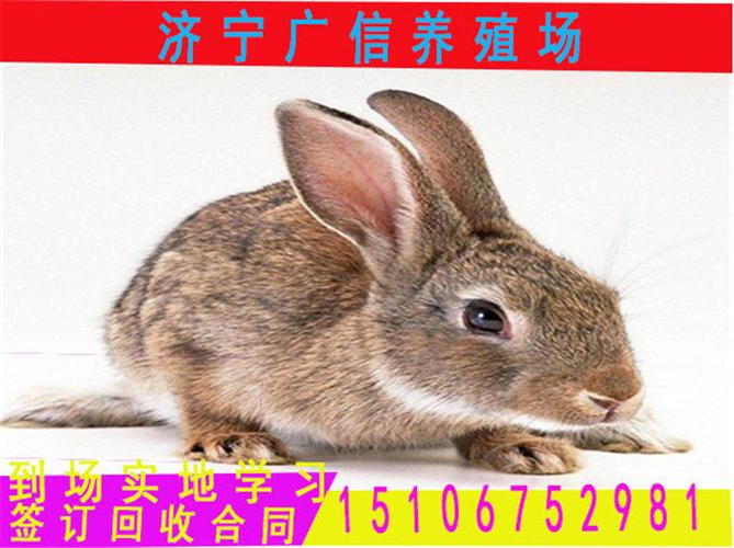 上门收购兔子电话