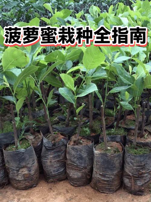 菠萝蜜种子水培方法截图