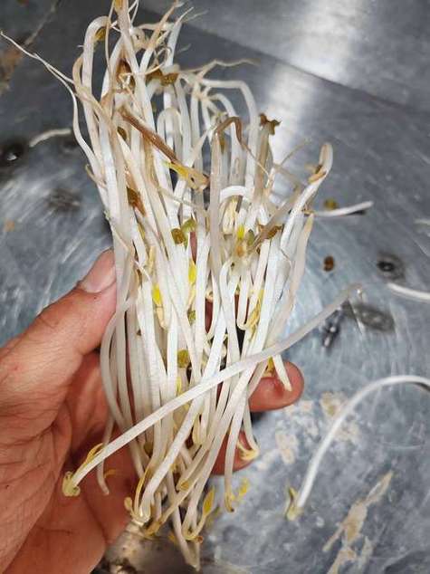 豆芽病是个什么病