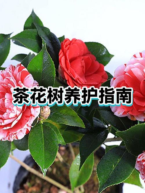 茶花浇水的正确方法图标