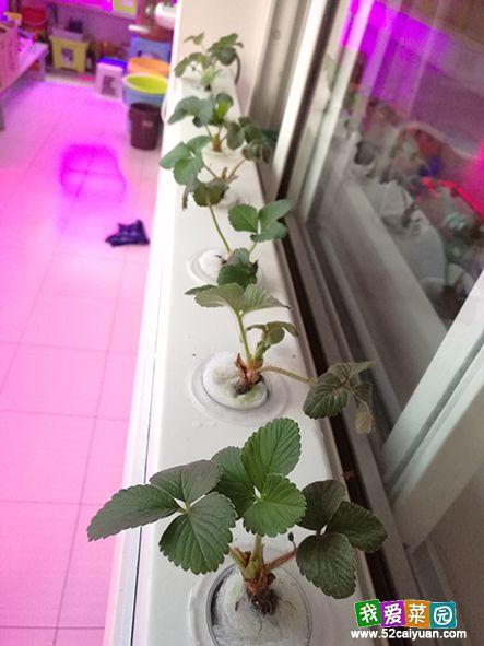 秀秀菜园网