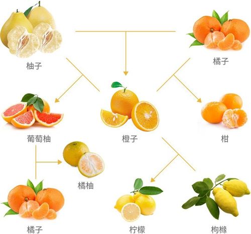 橙子是橘子和柚子杂交图标