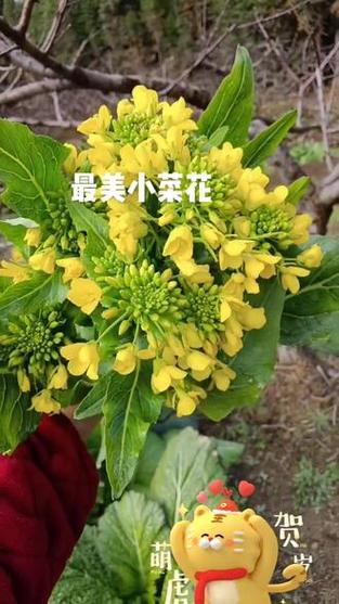 小菜花系列