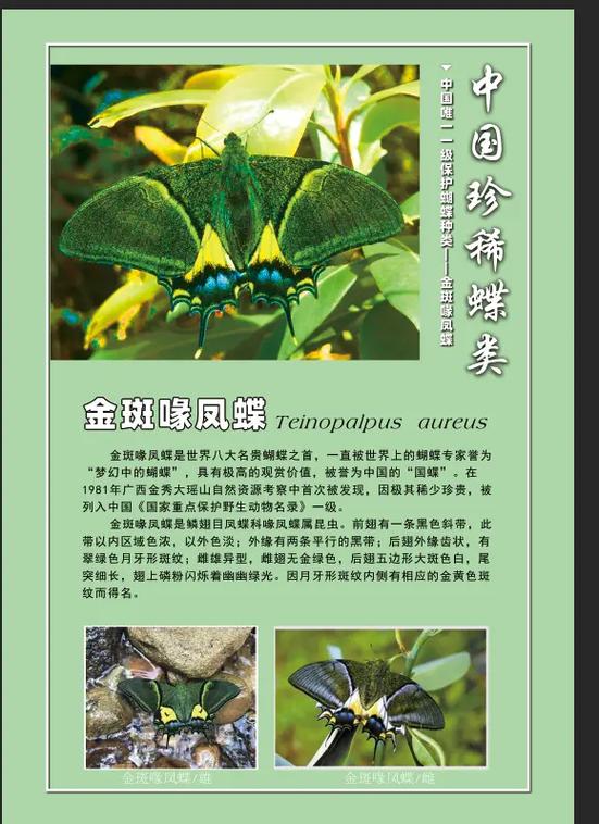 蝴蝶剧情介绍