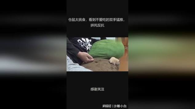 仓鼠挑食咬一口就扔了截图