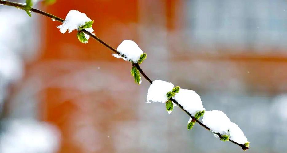 春雪的诗意比喻