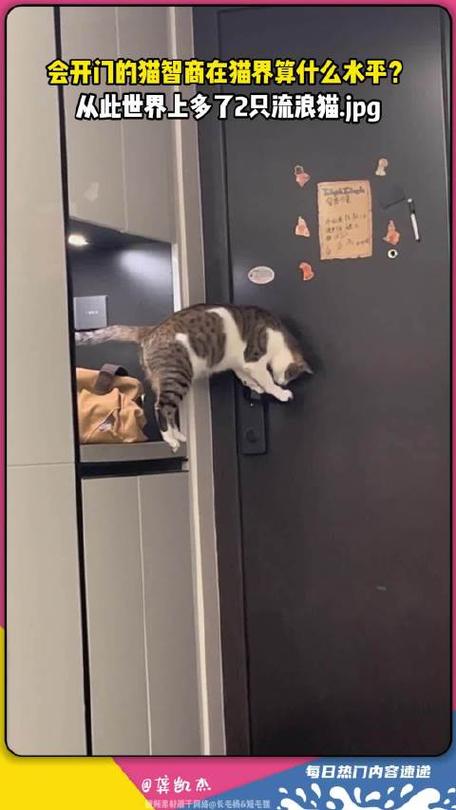 猫会开门是什么智商