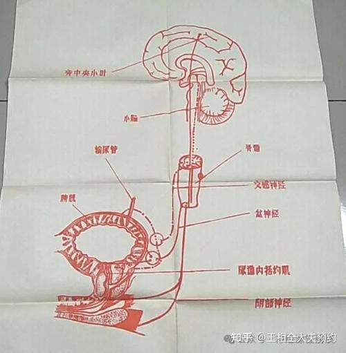 一喝水就想尿是怎么回事截图